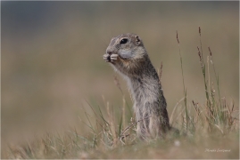 <p>SYSEL OBECNÝ (Spermophilus citellus) --- /European ground squirrel - Europäisches Ziesel/</p>